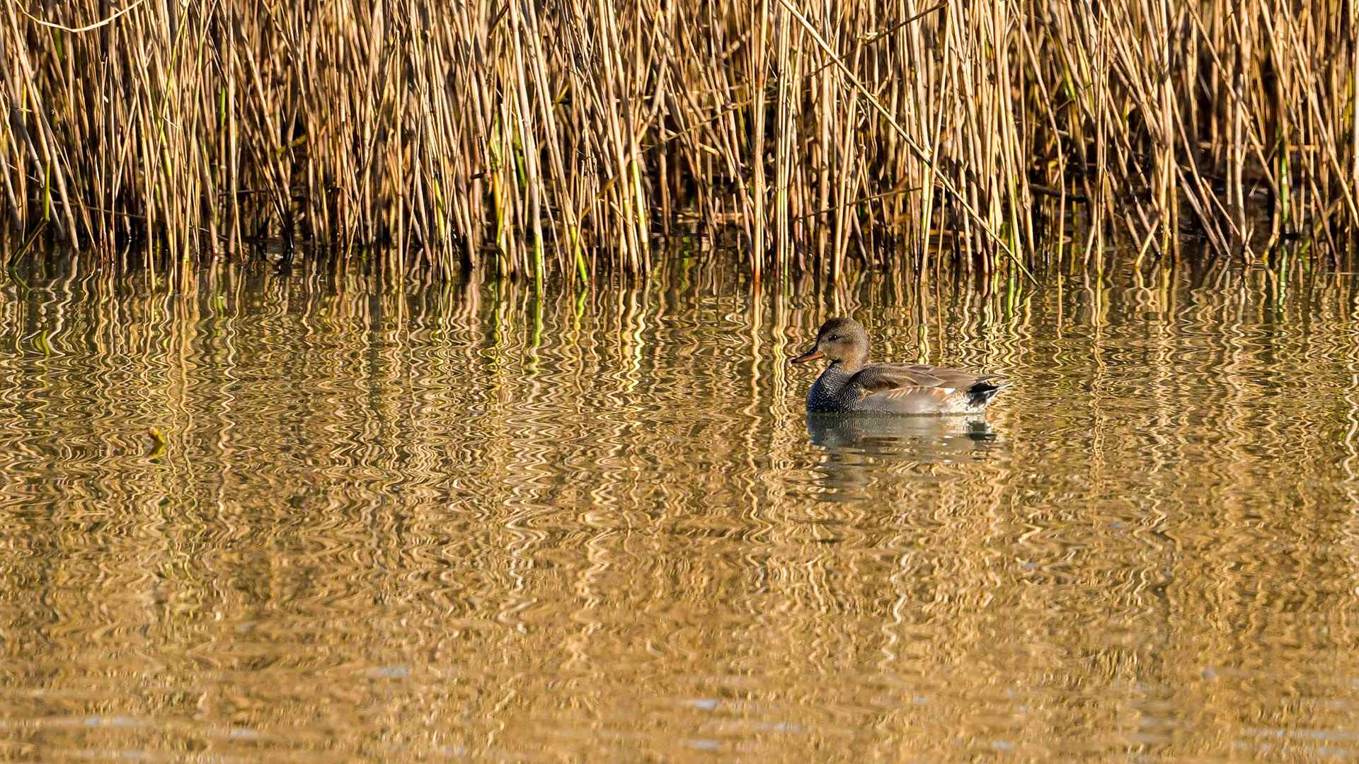 Gadwall